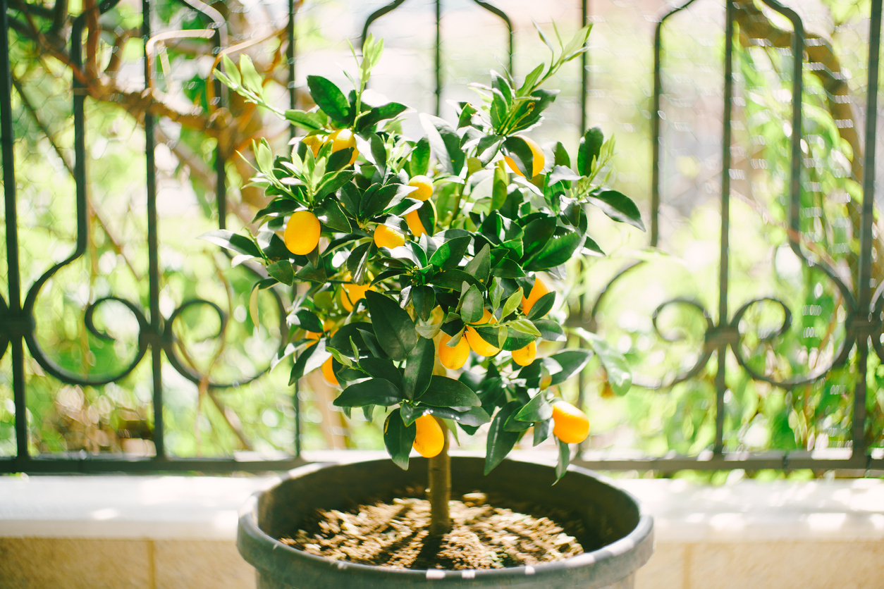 Growing Kumquats in Open Land, in Raised Beds, or in Containers Food Gardening Network