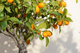 Should You Fertilize Your Kumquat Trees?