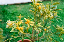 Planting and Pruning Kumquats