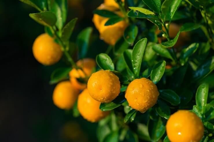 Kumquats are a delicious orange treat!