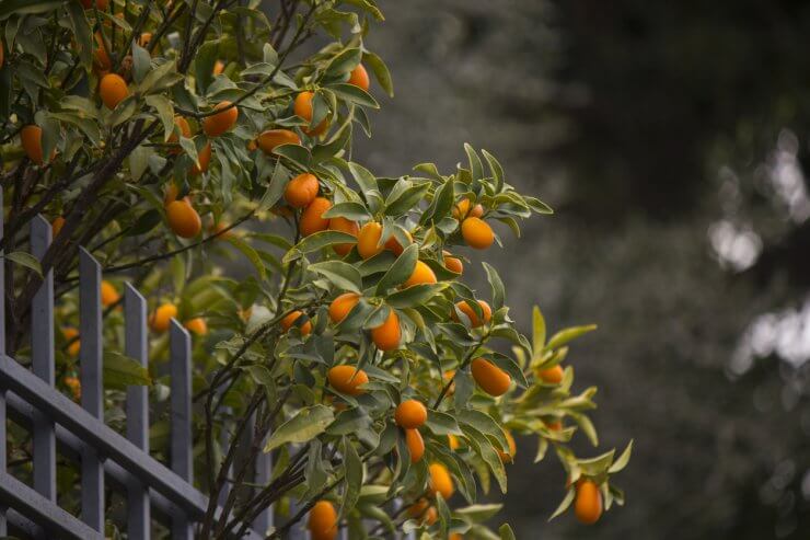 Kumquats in sunlight