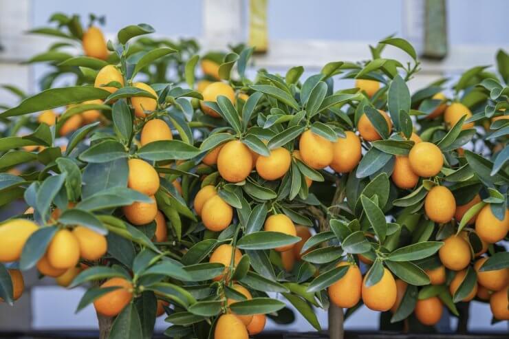 Kumquats on branch