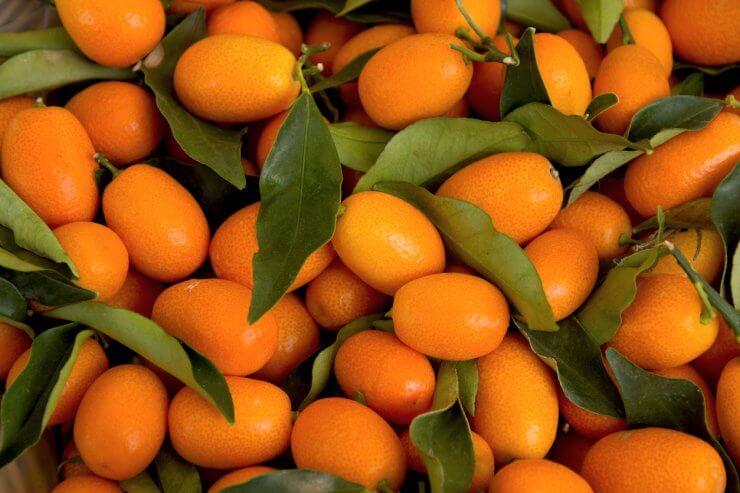 Many harvested kumquats