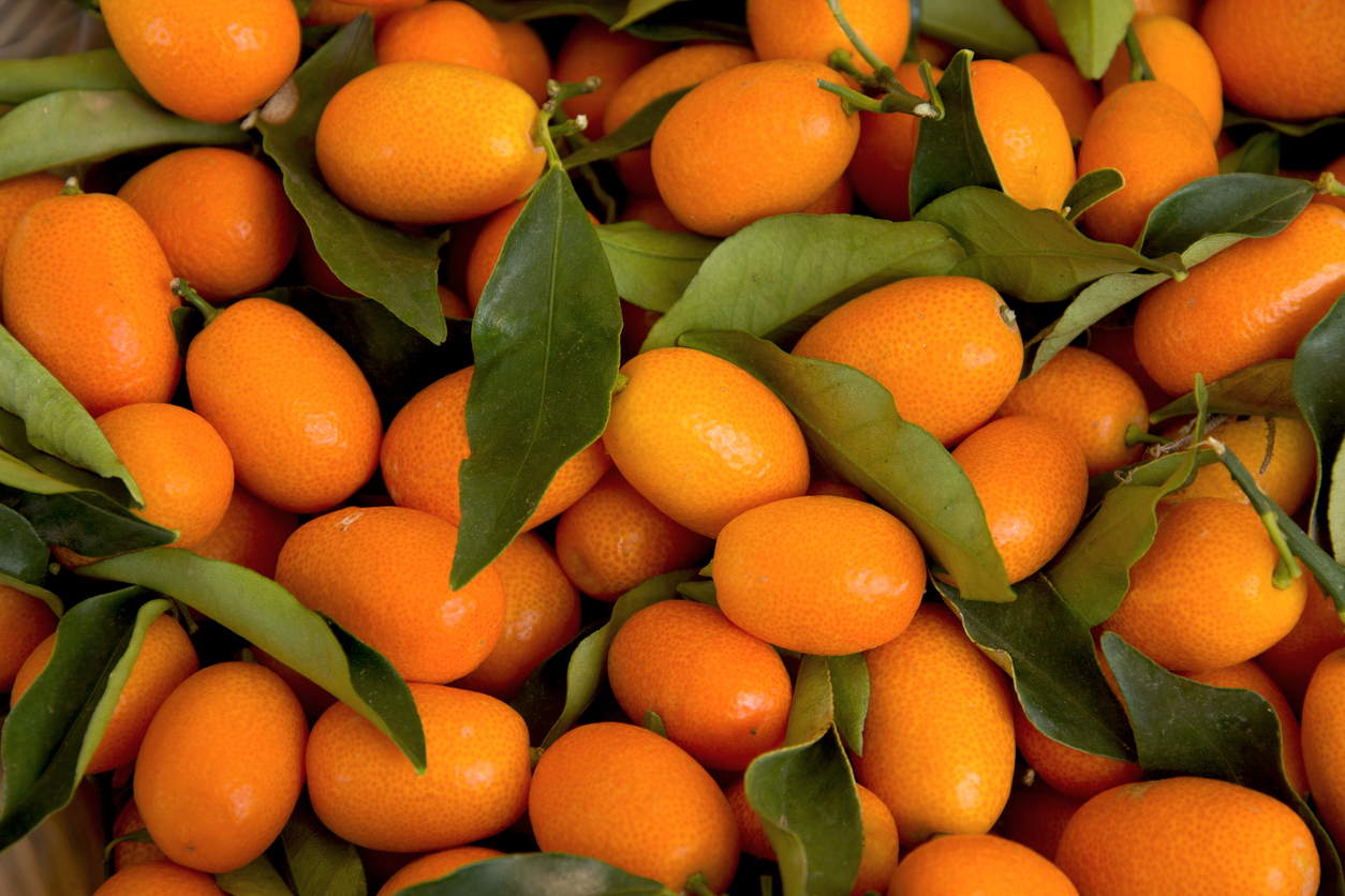 Introduction to Kumquats Food Gardening Network