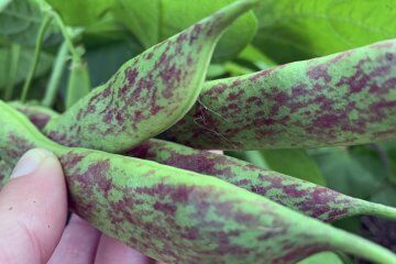 7 Types of Beans to Grow to Add Color to Your Vegetable Garden