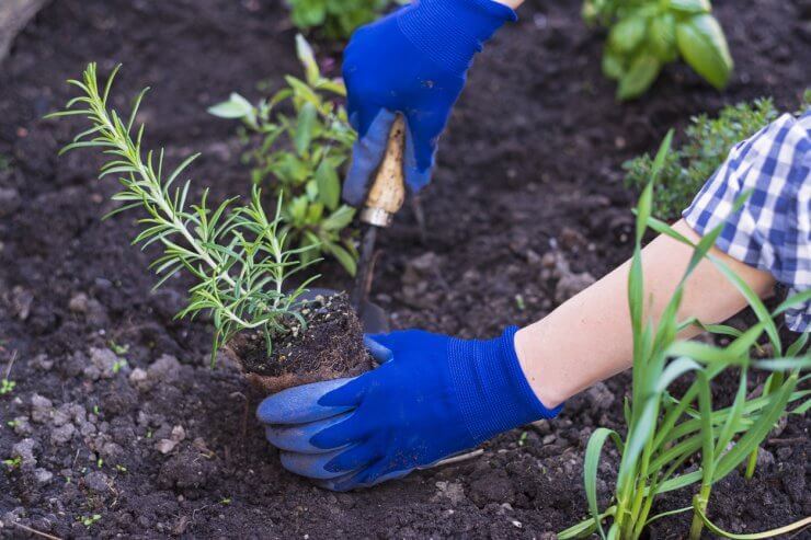 Planting rosemary