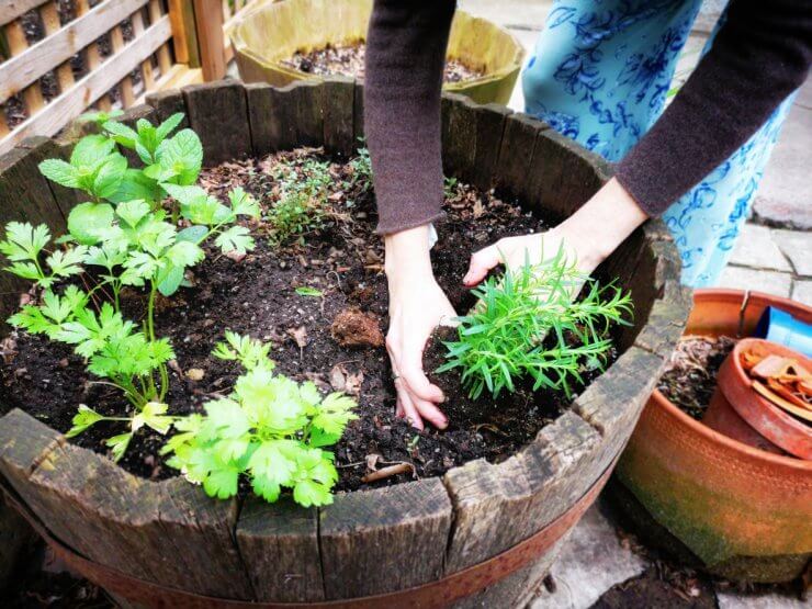 Planting rosemary in a barrel