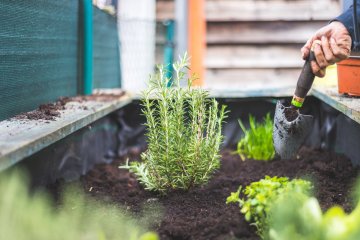 Planting rosemary in large planter box