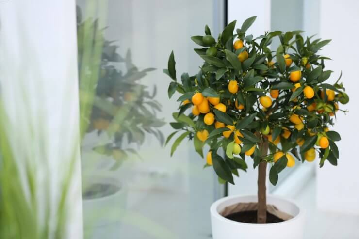 Potted Kumquat