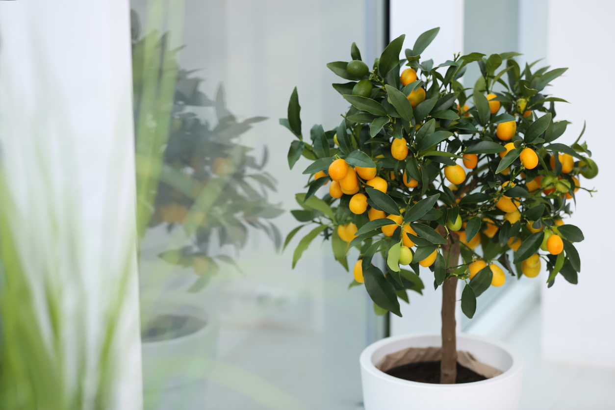 How to Grow a Kumquat Tree Indoors - Food Gardening Network