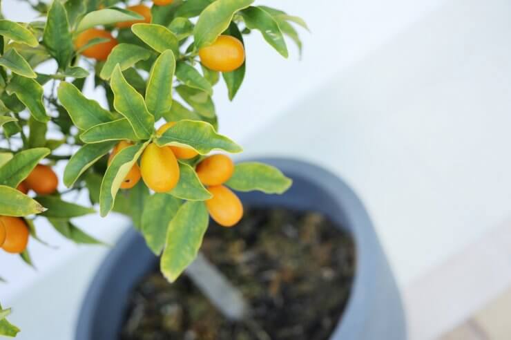 Potted kumquat tree that is well maintained