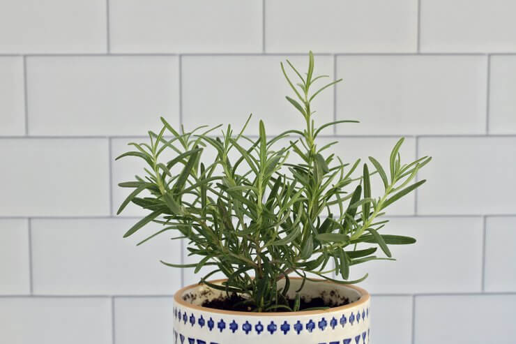 Potted rosemary