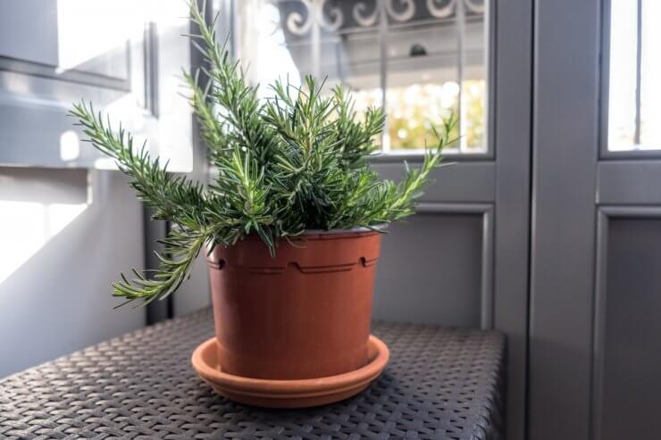 Rosemary grown in a pot