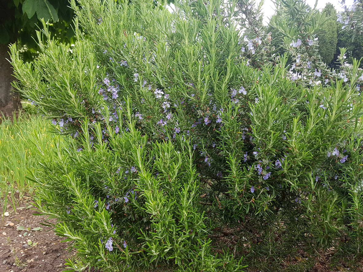 Growing Rosemary in Open Land, in Raised Beds, or in Containers Food