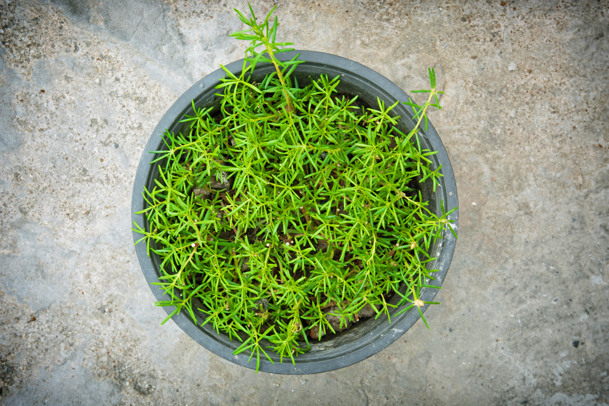 Should You Fertilize Your Rosemary Plants? Food Gardening Network