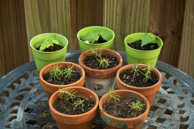 Rosemary in pots