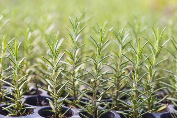 Rosemary seedlings starting in containers