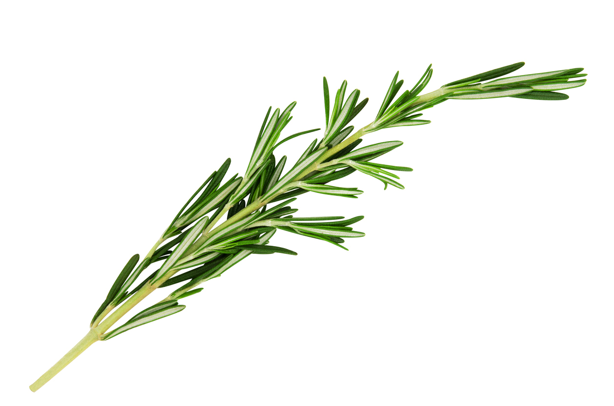 Salem Rosemary - Food Gardening Network