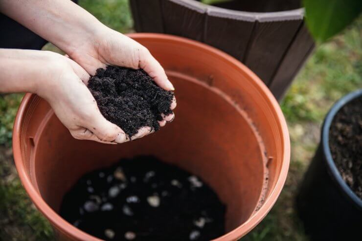 Soil for potted kumquat