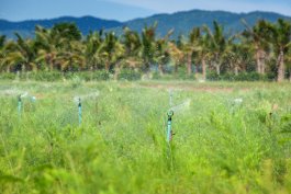 How—and When—to Water Your Asparagus Plants