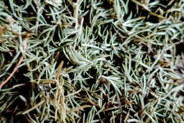 How to Treat and Prevent Rosemary Diseases
