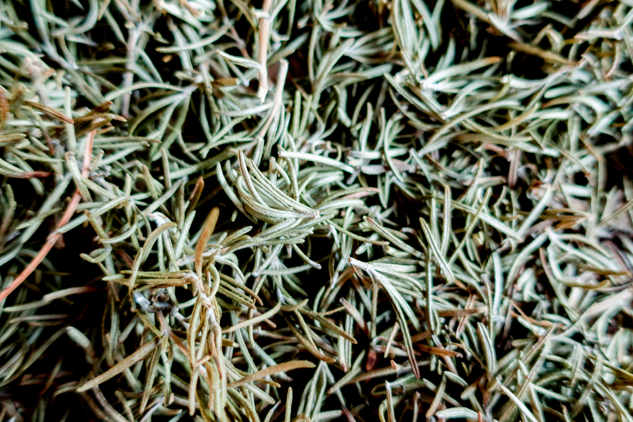 How to Treat and Prevent Rosemary Diseases Food Gardening Network
