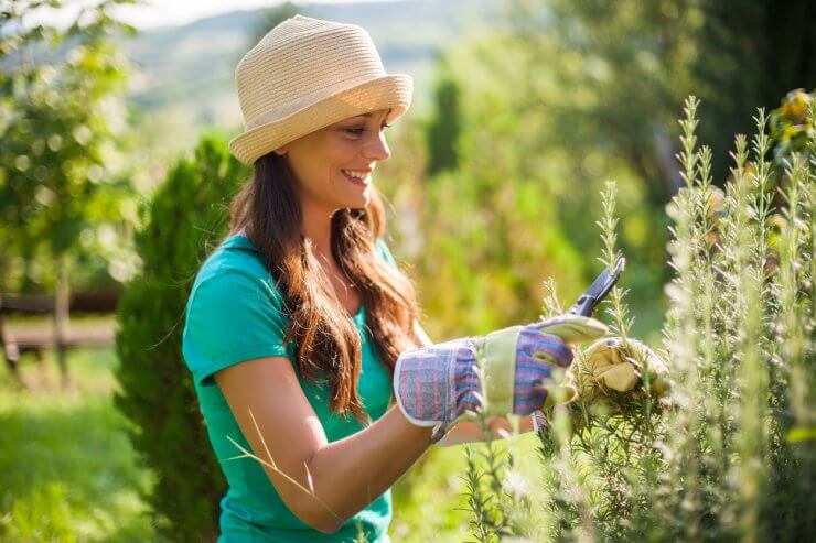 Trimming Rosemary