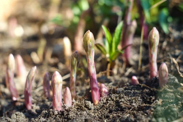 Young Asparagus shoots through rich soil