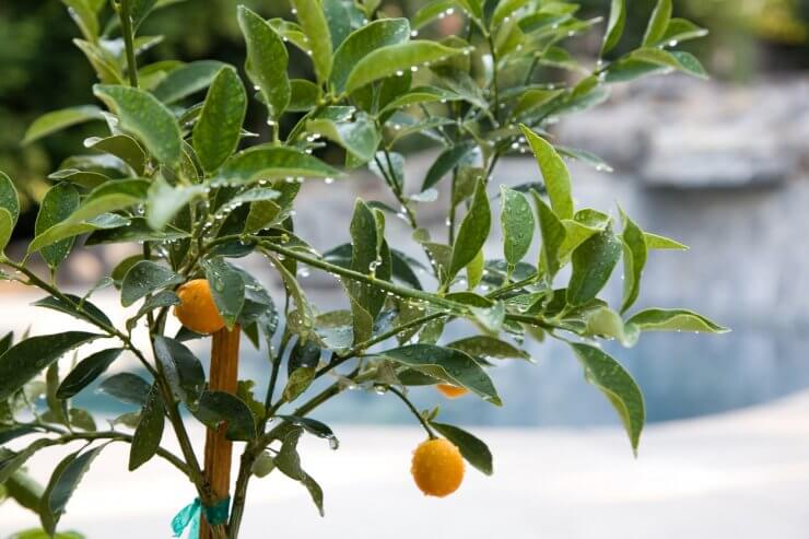 Young kumquat tree with a support stake