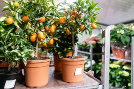 Choosing to Grow Kumquats from Seeds, Cuttings, or Young Trees