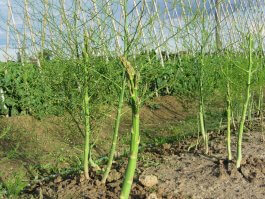 The Right Sunlight for Your Asparagus Plants