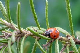 What to Do About Pests that Can Harm Your Rosemary Plants