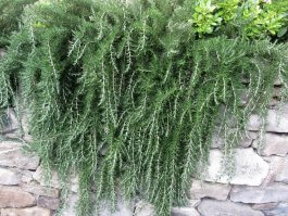 A creeping variety of rosemary