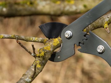 How to Choose the Best Garden Shears for the Job - Food Gardening Network