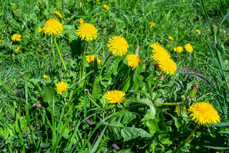 While dandelions are beautiful (and edible!), they can hamper your asparagus’ growth
