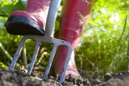 11 Must-Have Food Gardening Tools: From Dirt to Dish