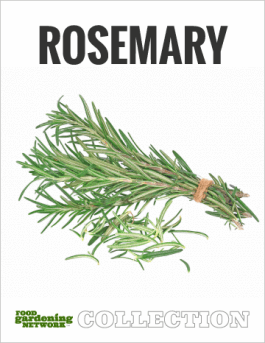 Types of Rosemary Plants - Food Gardening Network