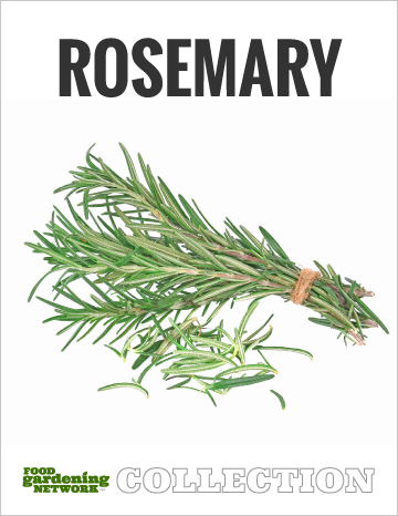 How To Treat And Prevent Rosemary Diseases - Food Gardening Network