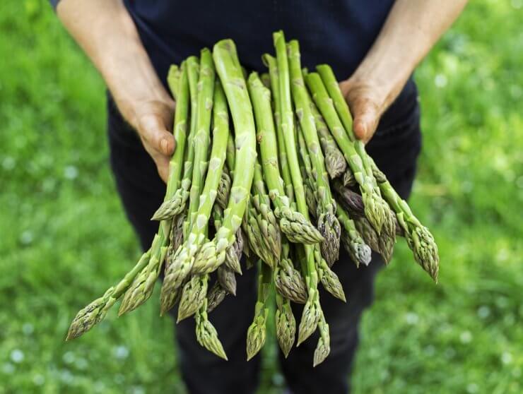 A beautiful fresh harvest of asparagus