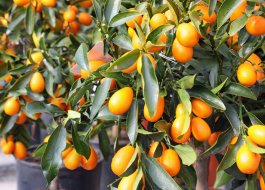How to Spot, Treat, and Prevent Kumquat Tree Diseases