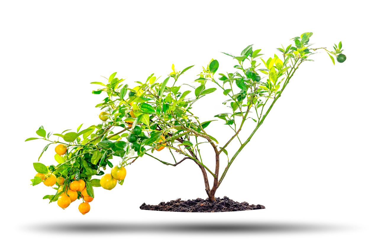 Types of Kumquat Trees Food Gardening Network