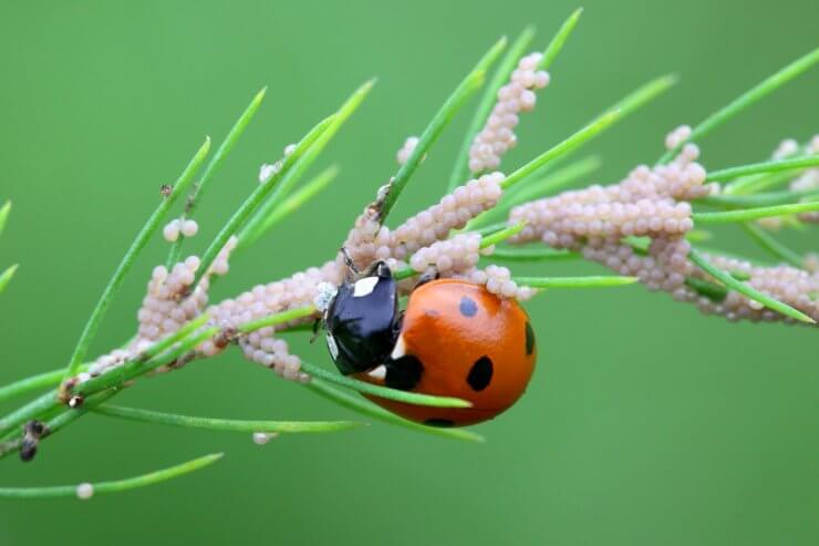 Ladybugs help asparagus by feeding on aphids and moth eggs
