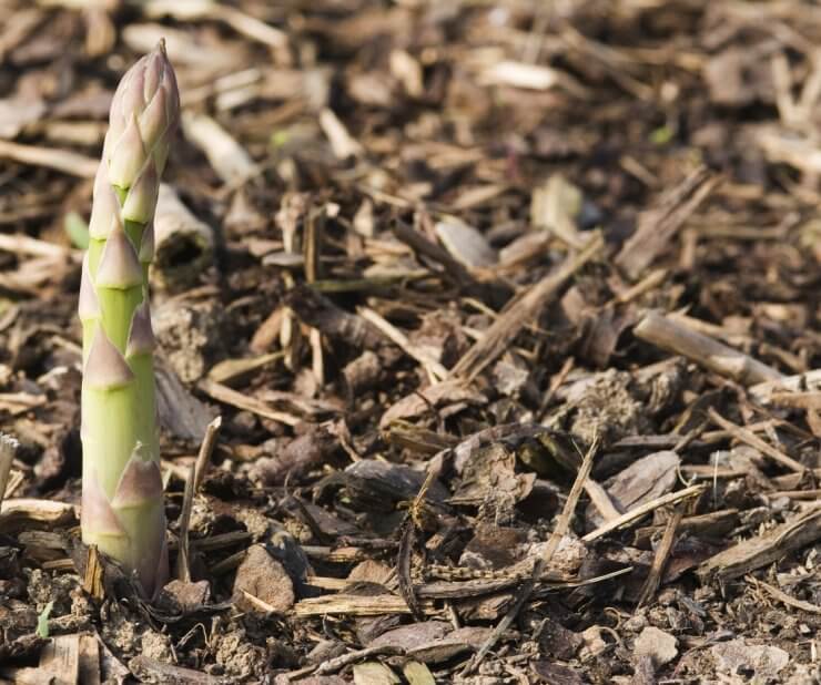 Mulched for winter, asparagus begins to appear in spring