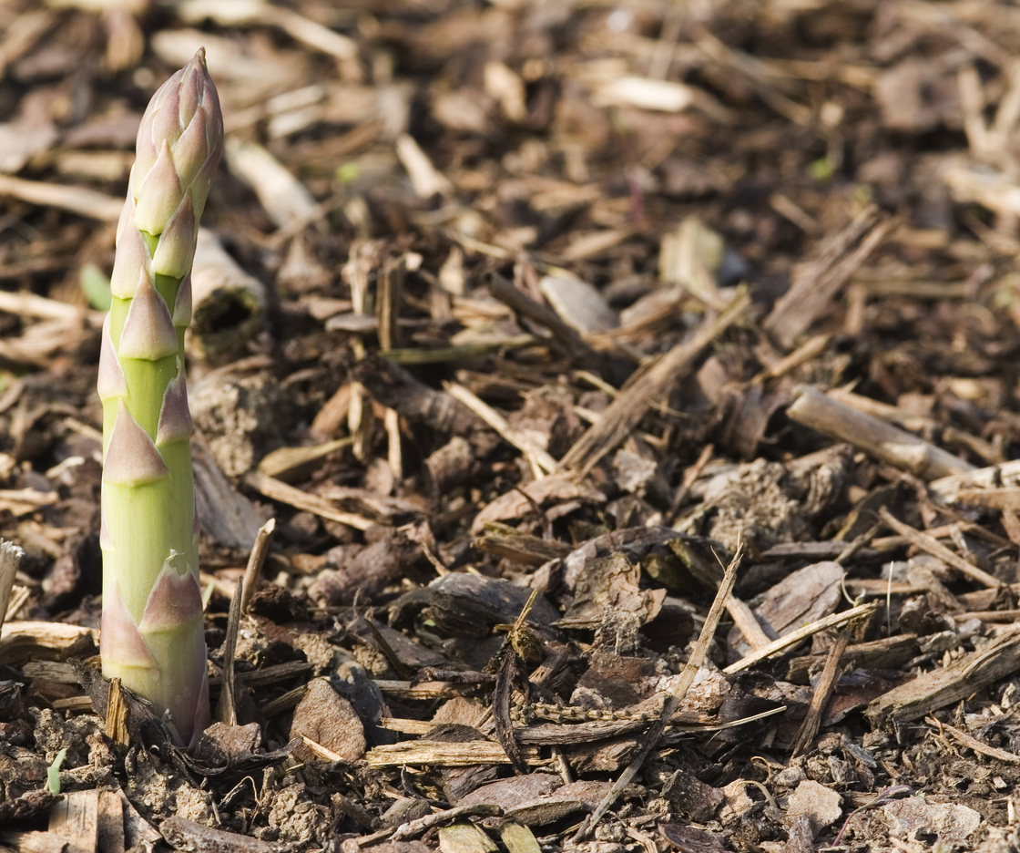 Planting and Pruning Asparagus Food Gardening Network