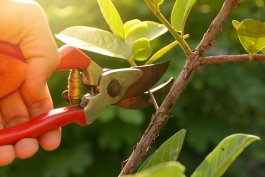 The 2 Best Bypass Pruners for Food Gardeners