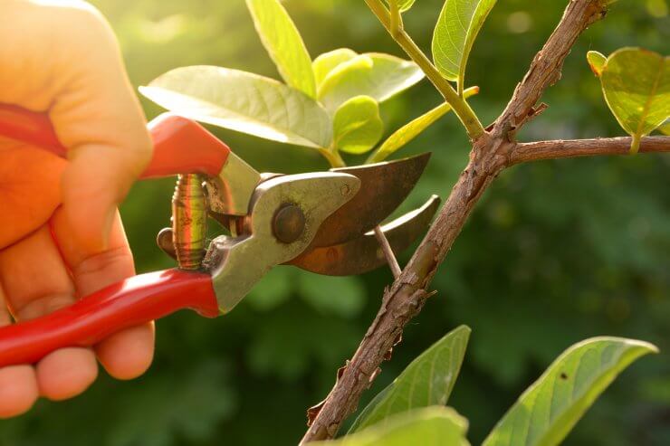 bypass pruners, gardening shears