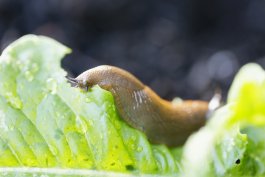 How to Make Eco-Friendly Slug Repellent at Home