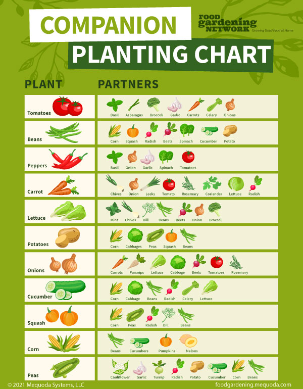 Free Download A Printable Companion Planting Chart Food Gardening