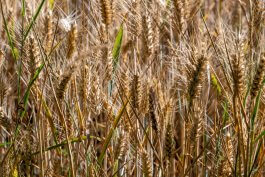 Wheat Companion Planting: Finding Your Grain’s Perfect Roommate