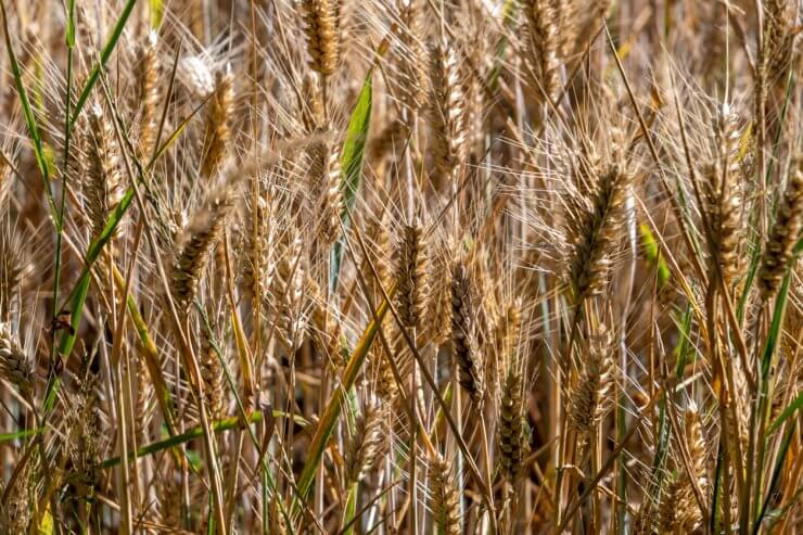 Baart Early Spring Wheat